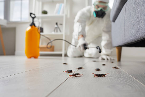 Post-Treatment Bed Bug Interceptor Monitoring in Broken Bow